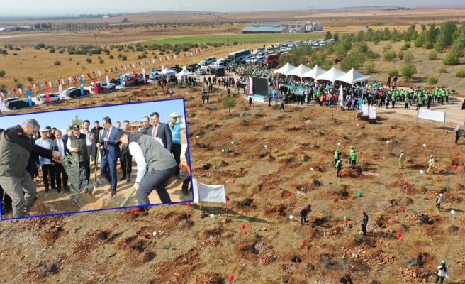 Urfa'da fidanlar toprakla buluştu