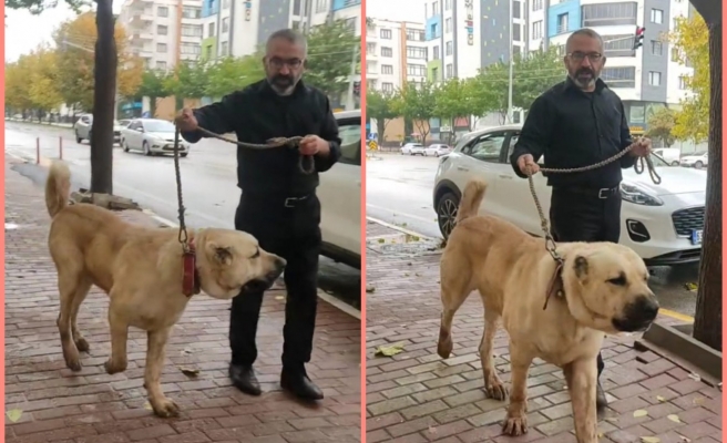 Urfa’ya has çoban köpeği 'Guregh' Karaköprü sokaklarında