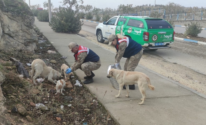 HAYDİ Urfa’da sokak hayvanlarını unutmadı