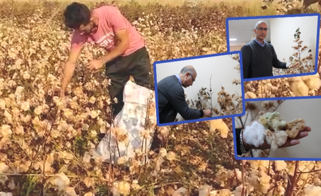 Şanlıurfa’da renkli pamuk dönemi