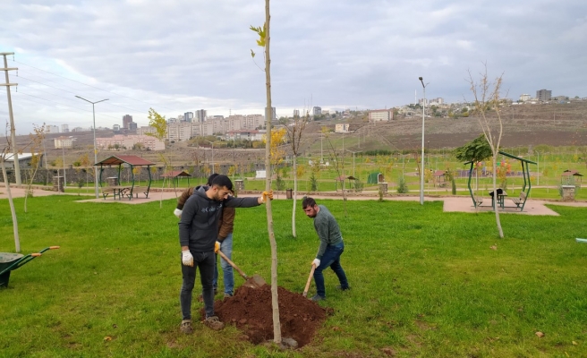 Siverek’te park ve bahçelere yeni ağaçlar dikildi