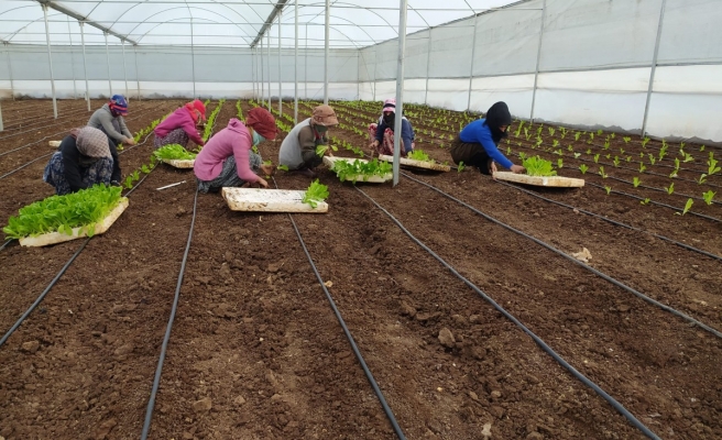 Siverek'te ilk sebzeler ekildi