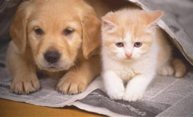 Bakanlık kimliklendirilen ev hayvanı sayısını açıkladı!