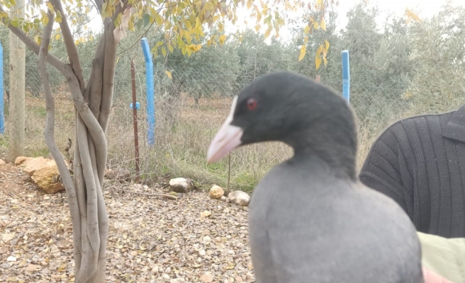 Sakarmeke kuşu tedavisinden sonra Urfa semalarında