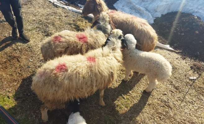 Şanlıurfa'da hayvan hırsızlarına operasyon