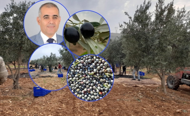 1 milyon zeytin fidanı bulunan Bozova’da salamura tesisi yok