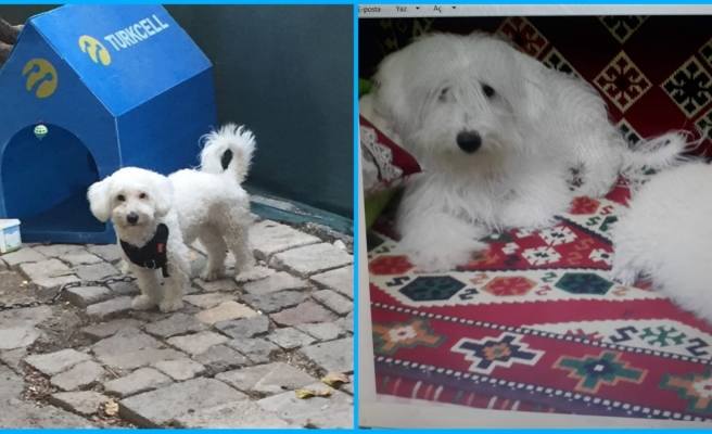 Karaköprü’de kaybolan köpeği bulana ödül verilecek