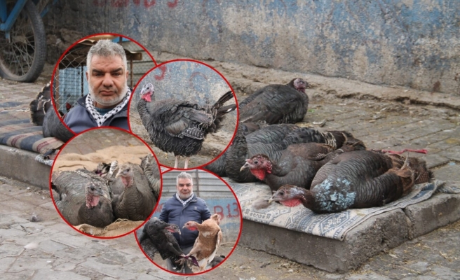 Yılbaşı öncesi hindi fiyatları uçtu