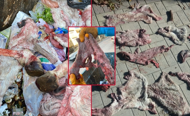 Urfa’da çöpte eşeğe ait olduğu ileri sürülen deri ve kemikler bulundu