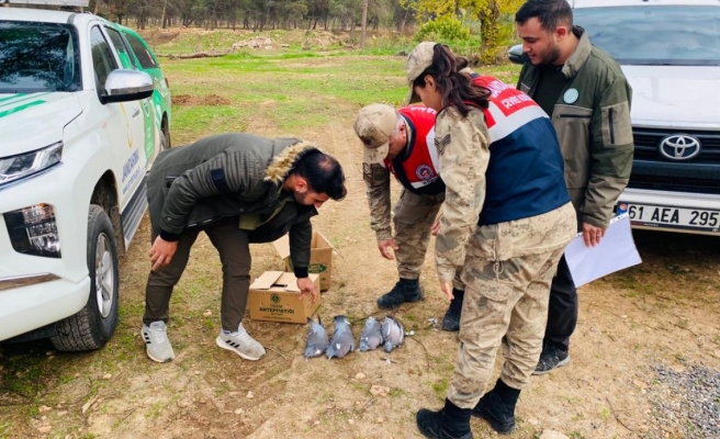 Ceylanpınar’da yasa dışı yollarla avcılık yapan şahsa ceza kesildi