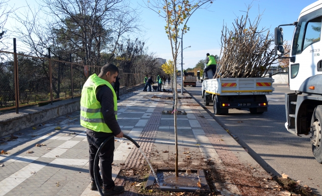 Siverek’te kuruyan ağaçların yerine yenileri dikildi