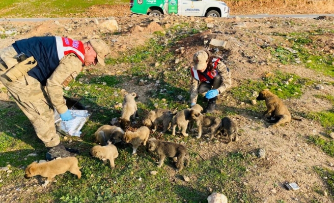 Şanlıurfa’da HAYDİ ekipleri sokak hayvanlarını unutmadı
