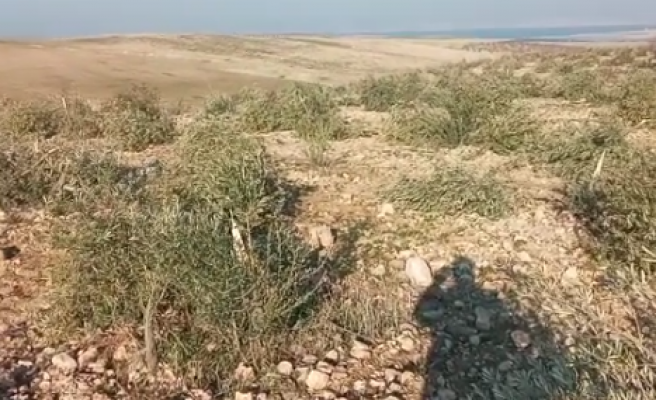 Hilvan’da tarladaki onlarca zeytin ve fıstık ağacı kesildi