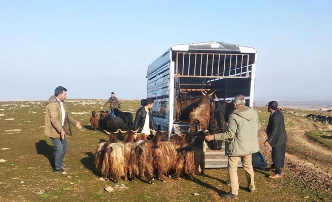 Siverek’te çalınan küçükbaş hayvanlar Diyarbakır'da bulundu