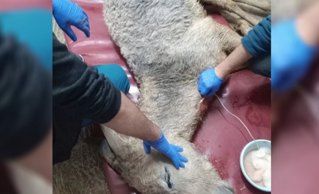 Şanlıurfa'da bir can yaşamak için nakil bekliyor!