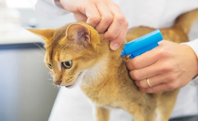 Bakan Kirişci’den mikroçip açıklaması