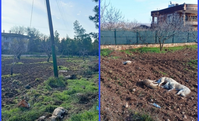 Karaköprü’de elektrik akımına kapılan 5 köpek telef oldu