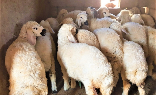 “Suruç koyunu”nun tescillenmesi için başvuru yapılacak