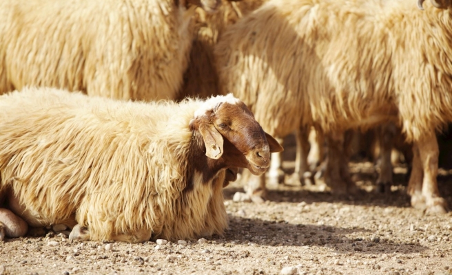 Türkiye'nin en büyük tarım işletmesinde ‘İvesi koyun’ yetiştiriciliği sürüyor