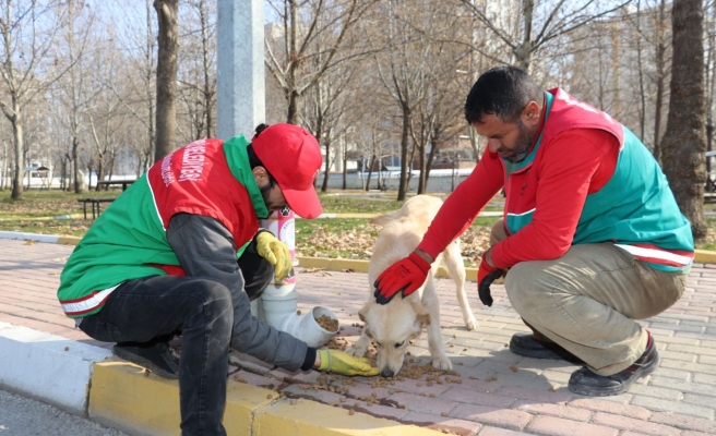 Karaköprü’de sokak hayvanları aç bırakılmıyor