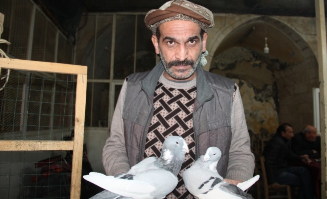 Şanlıurfa’da vazgeçilmeyen bir tutku: Kuşçuluk