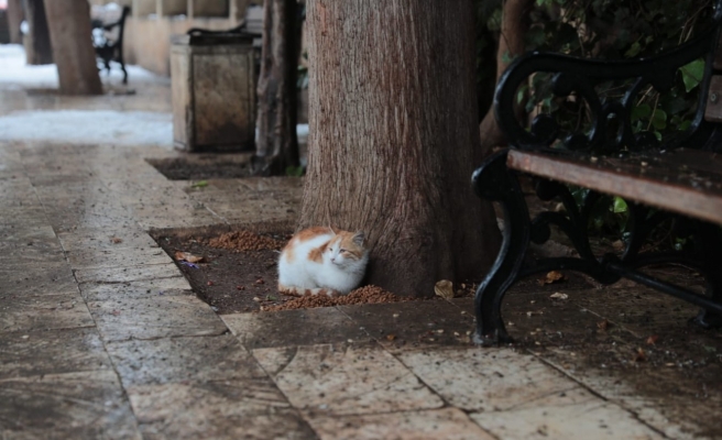 Büyükşehirden sokak canlarına mama desteği