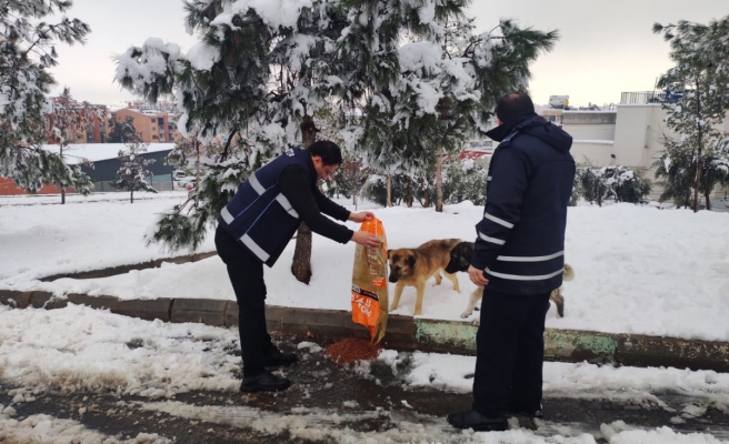 Eyyübiye Belediyesi sokak hayvanlarını unutmadı!