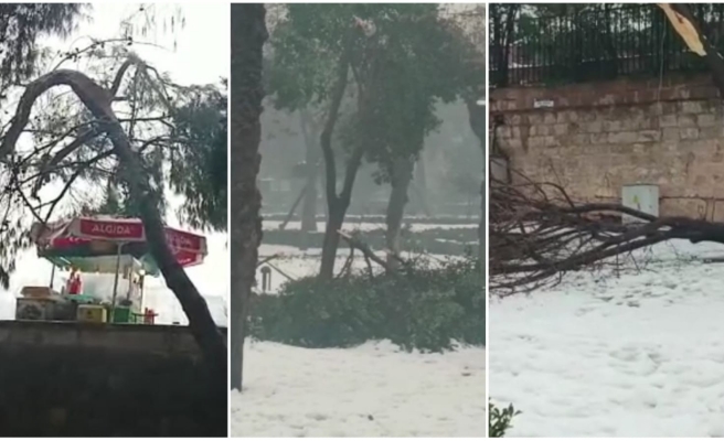 Balıklıgöl Platosunda kar ağırlığına dayanamayan ağaçlar devrildi