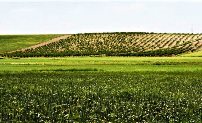 Tarım ürünleri üretici fiyat endeksi verileri açıklandı