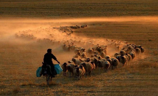 Afet bölgesindeki hayvan yetiştiricilerine yem desteği verilecek