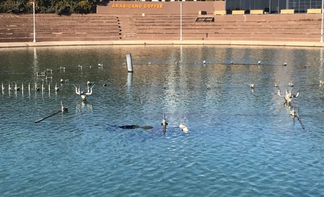 Şanlıurfa'da kadın cesedi!