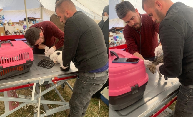 Büyükşehir Belediyesi, Adıyaman’da sokak hayvanları için çadır hastane kurdu