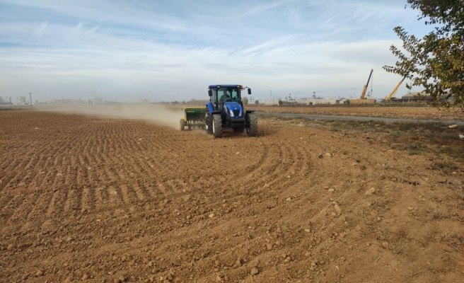 Büyükşehir Halk Ekmekte kullanacağı buğdayı kendisi üretiyor