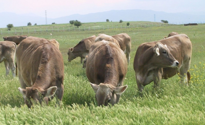 TİGEM 156 baş hayvan satacak