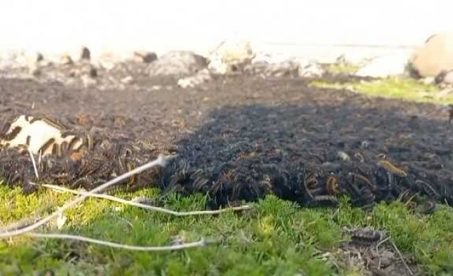 Tırtıl istilası yayılmaya başladı! İnşallah Urfa’ya gelmezler