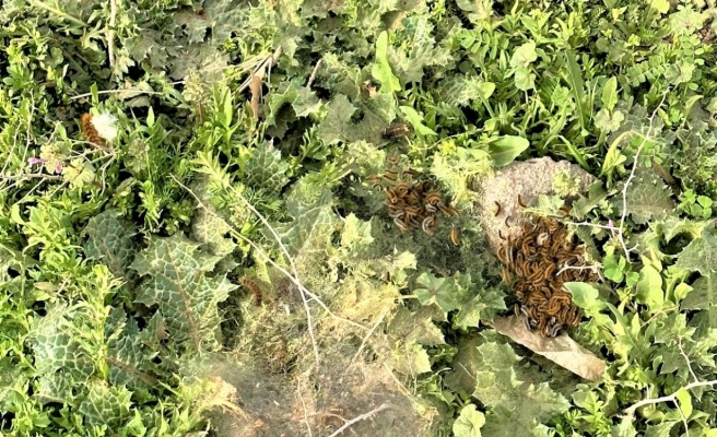 Tırtıl istilası bu kez Urfa’da görüldü