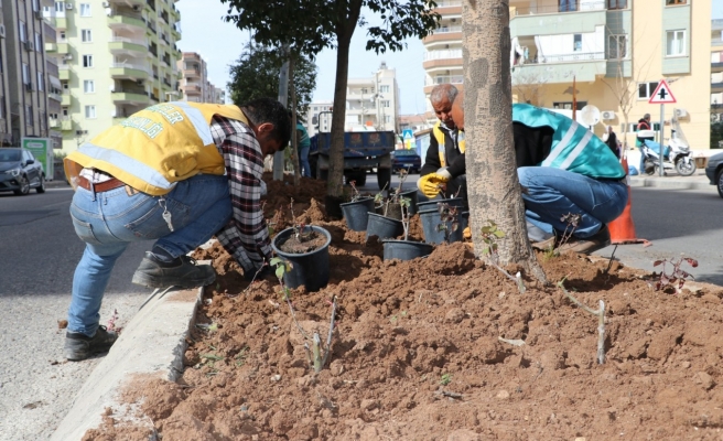 Büyükşehir’den kent genelinde çiçek ekimi
