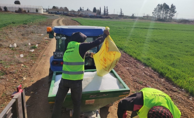 Büyükşehir’den, Akçakale fidanlığına buğday ekimi