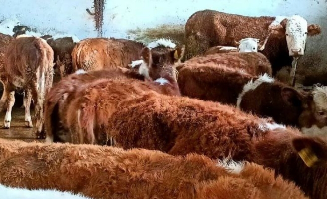 Afet bölgesindeki hayvan yetiştiricilerine destek verilecek