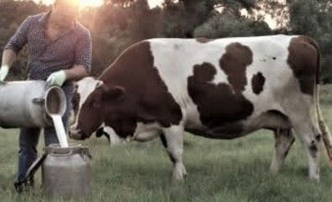 TÜİK açıkladı: Ocak’ta inek sütü üretimi arttı, beyaz et üretimi azaldı