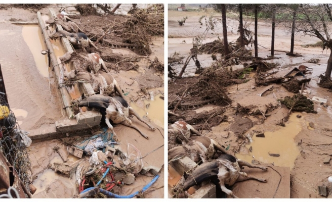 Karaköprü'de selde büyükbaş hayvanlar da telef oldu