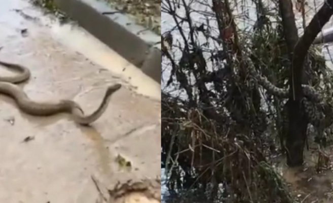 Şanlıurfa'da yılanlar selle birlikte şehre indi!