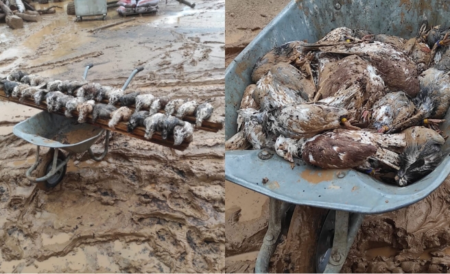 Urfa’da selde çok sayıda güvercin telef oldu