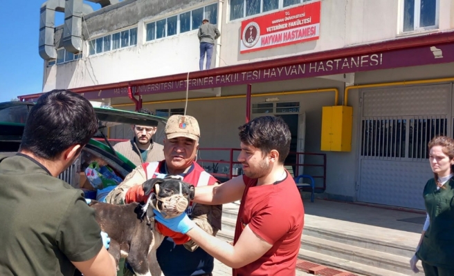 Selde yaralanan ve muhtaç hayvanlara HAYDİ sahip çıkıyor