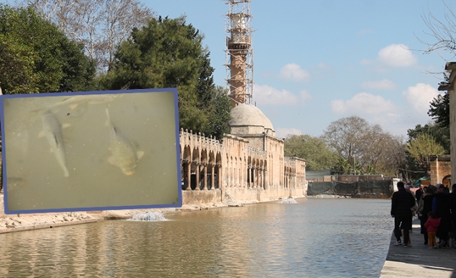 Balıklara ne oldu diye merak edenlere iyi haber