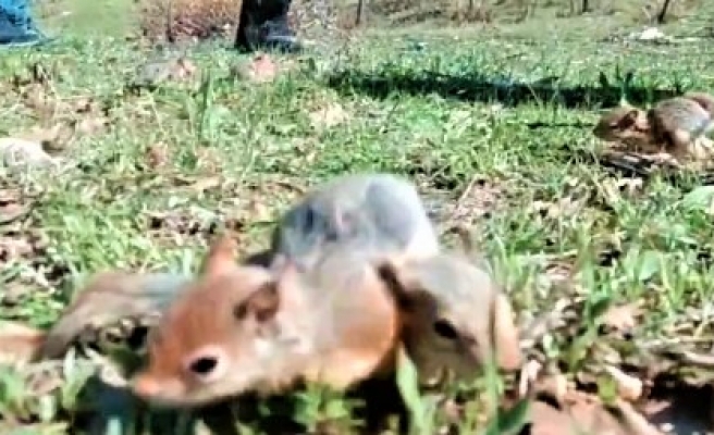 Urfa’da yol kontrol noktasında ele geçirilen 15 sincap tekrar doğaya bırakıldı