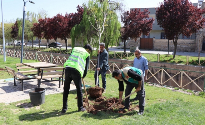 Haliliye'de park ve bahçeler yaza hazırlanıyor