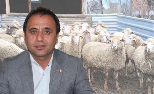 Urfa’da şap hastalığı yok