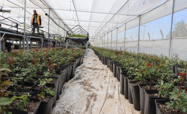Büyükşehir yılda 5 milyondan fazla çiçek üretiyor