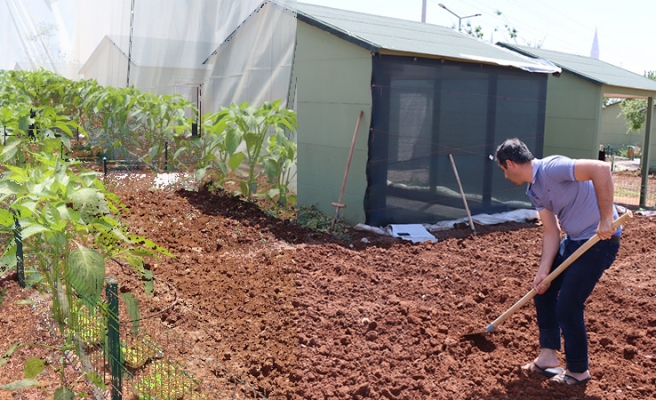 Şanlıurfa’da isot fideleri toprakla buluştu